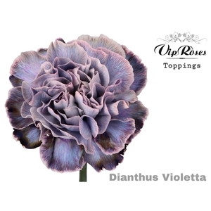 Dianthus st paint violetta