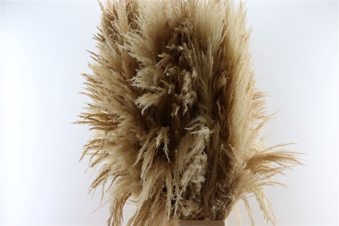 <h4>Dried Cortaderia Zaquara Semi Bleached 140cm</h4>