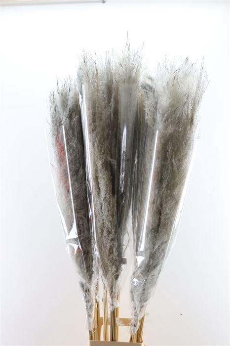 <h4>Dried Cortaderia Dadang Grey 140cm P Stem</h4>