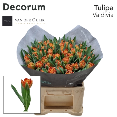 <h4>Tulipa do valdivia</h4>