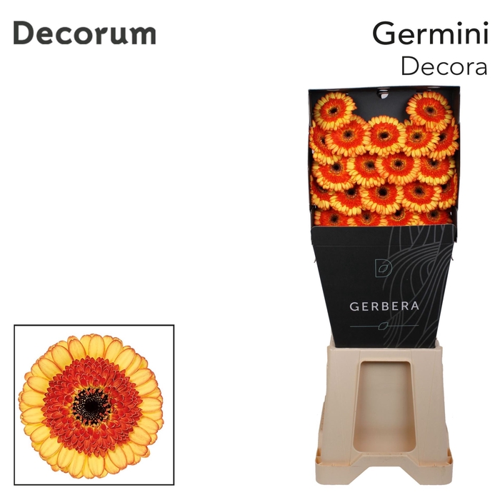 <h4>Germini Decora</h4>