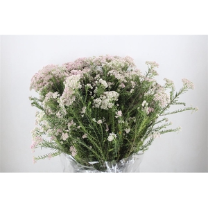 Rice Flower White/pink P Bunch