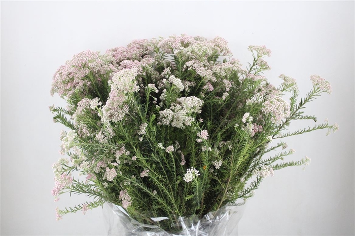 <h4>Rice Flower White/pink P Bunch</h4>