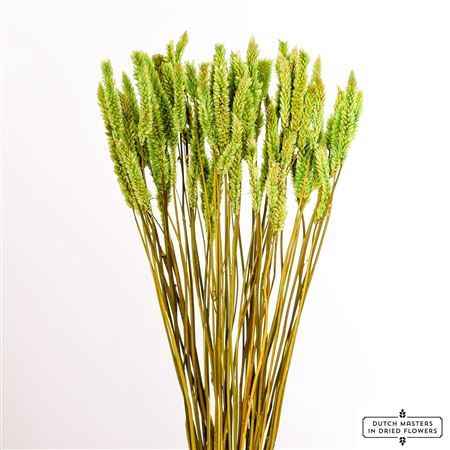 <h4>Dried Celosia Green Bunch Slv</h4>