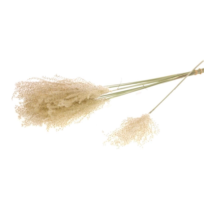 Fluffy reed grass 10pc natural