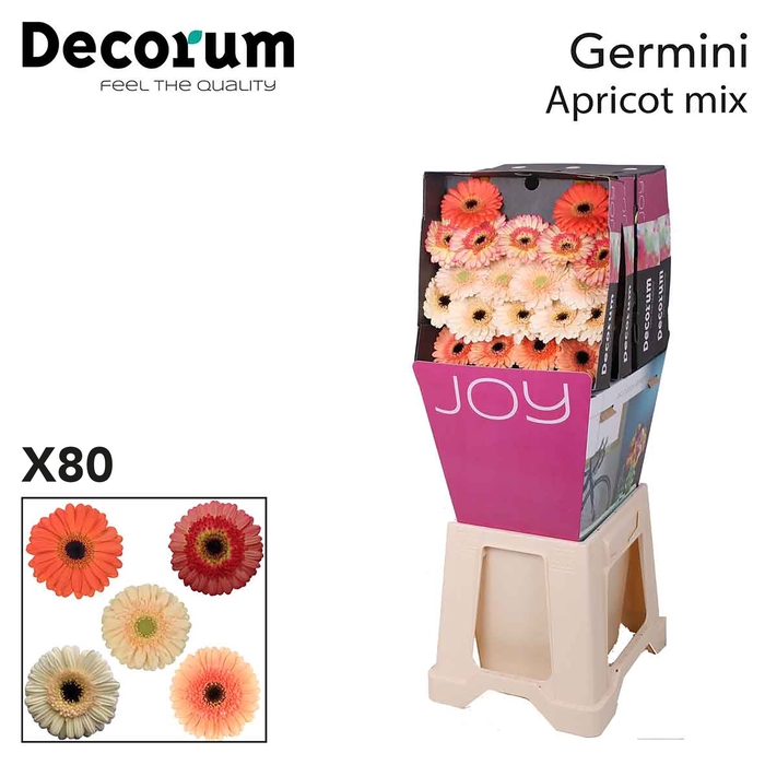 <h4>Germini Mix Apricot Diamond</h4>