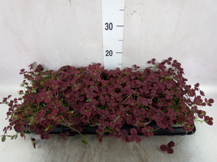<h4>Trifolium rubens</h4>