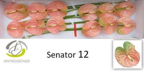Anth A Senator