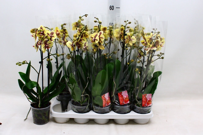 <h4>Phalaenopsis 1 tak</h4>