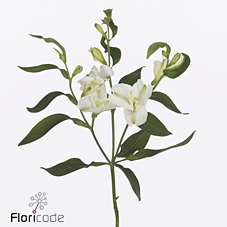 <h4>Alstroemeria fl charmelia blanca</h4>