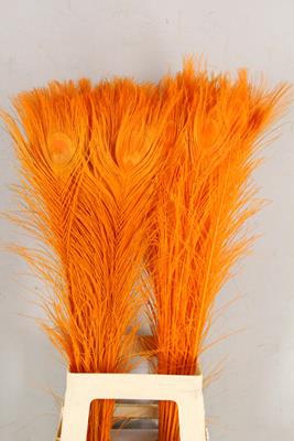 <h4>Feather Peacock Orange 80cm</h4>