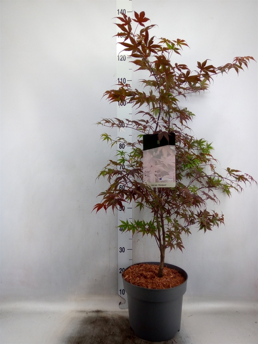 <h4>Acer palmatum 'Bloodgood'</h4>
