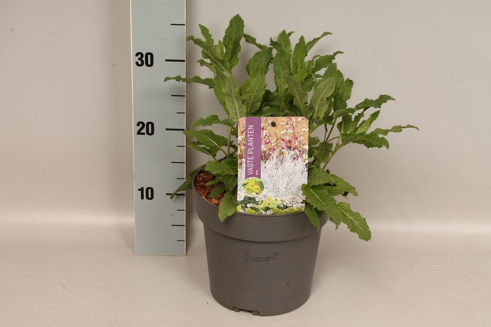 <h4>vaste planten 19 cm  Salvia nem.Amethyst</h4>