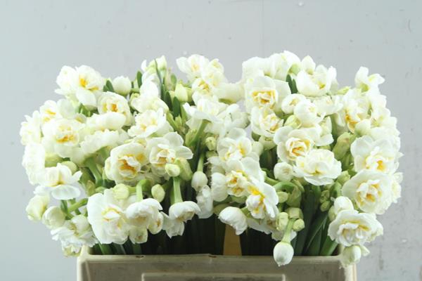 <h4>Narcissus sp bridal crown</h4>