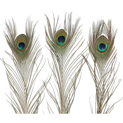 <h4>Feathers Peacock 100cm</h4>