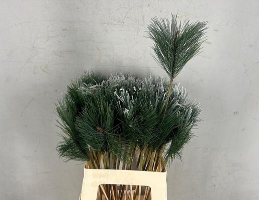 Stick Pinus+snow