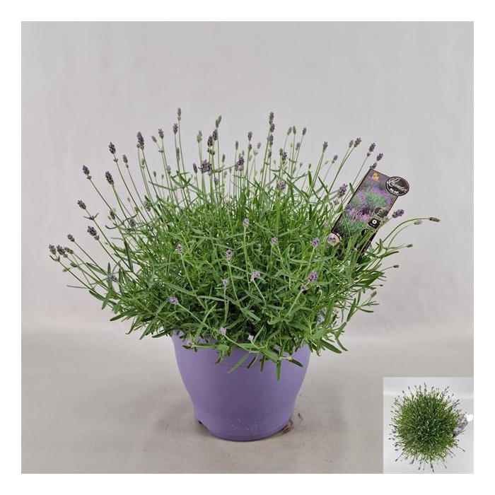 <h4>Lavandula angustifolia Essence Purple 26Ø 45cm</h4>