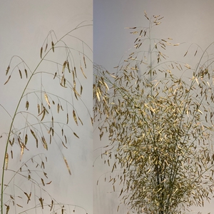 Grasses - Eragrostis