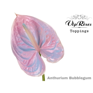 Anthurium paint bubblegum