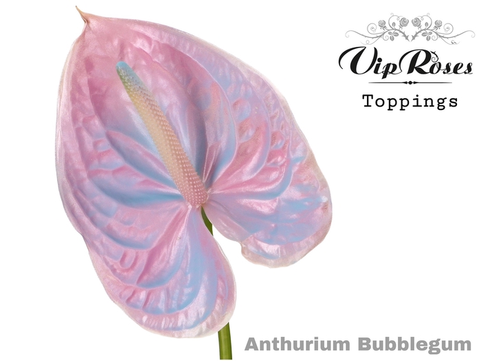 Anthurium paint bubblegum