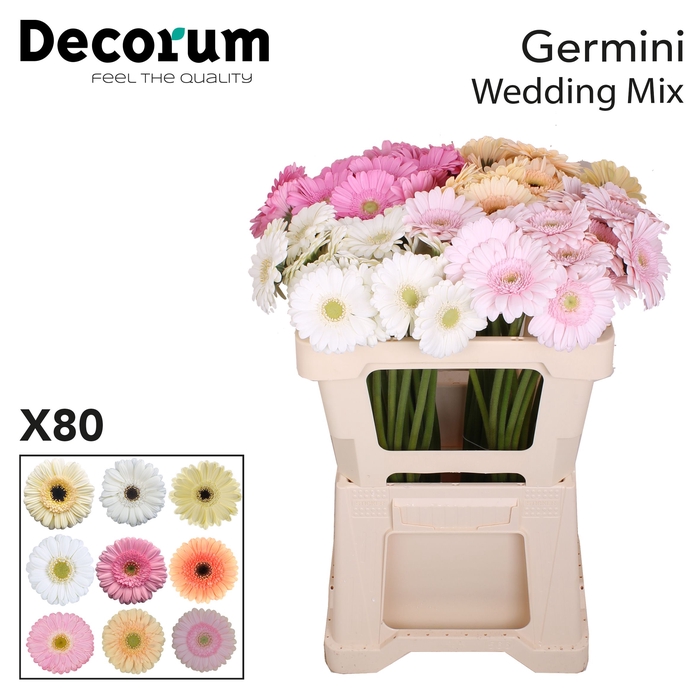 <h4>Germini Mix Wedding Water</h4>