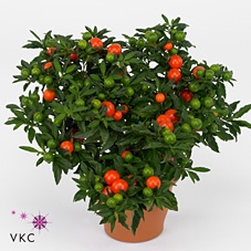 Solanum jasminoides Hangpot