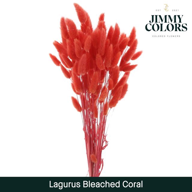 <h4>Dried Lagurus bleached Coral*</h4>
