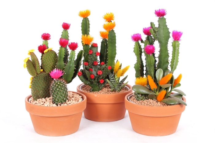 Cactus   ...decorated