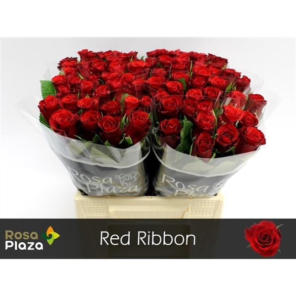 <h4>Rosa la red ribbon</h4>