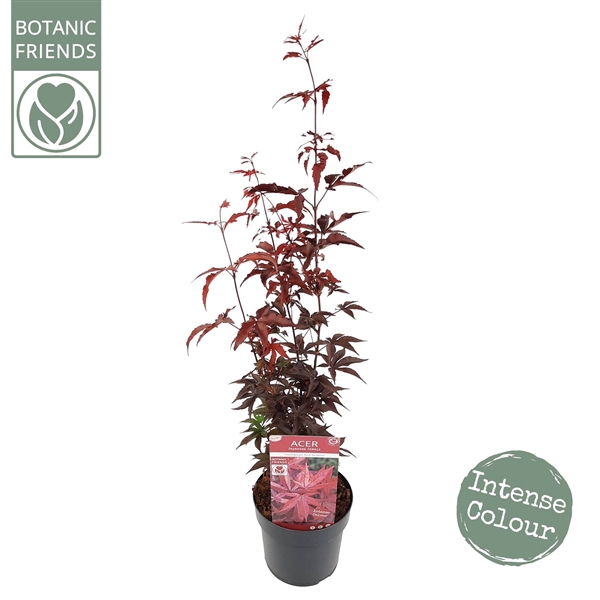 <h4>Acer palm. 'Twombly's Red Sentinel' ® extra kwaliteit</h4>