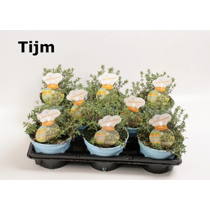 Kruiden NL Thymus vulgaris