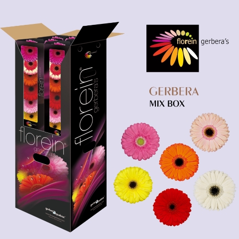 <h4>Gerbera Mix Aquabox x80 Aquabox</h4>