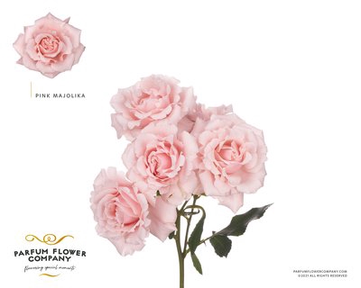 <h4>Rosa sp garden pink majolika</h4>
