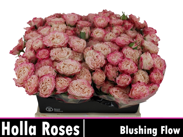 <h4>Rosa sp blushing flow</h4>