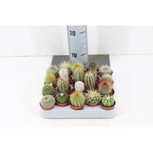Cactus Gemengd 18 Srt P5.5