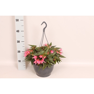Hangpot 23 cm Begonia Pink