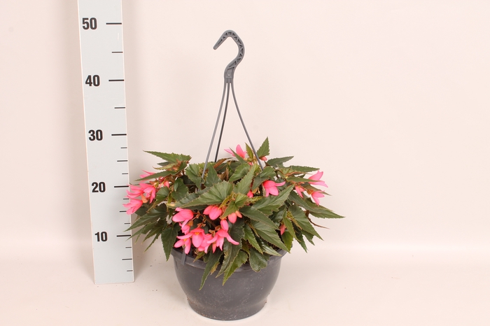 Hangpot 23 cm Begonia Pink