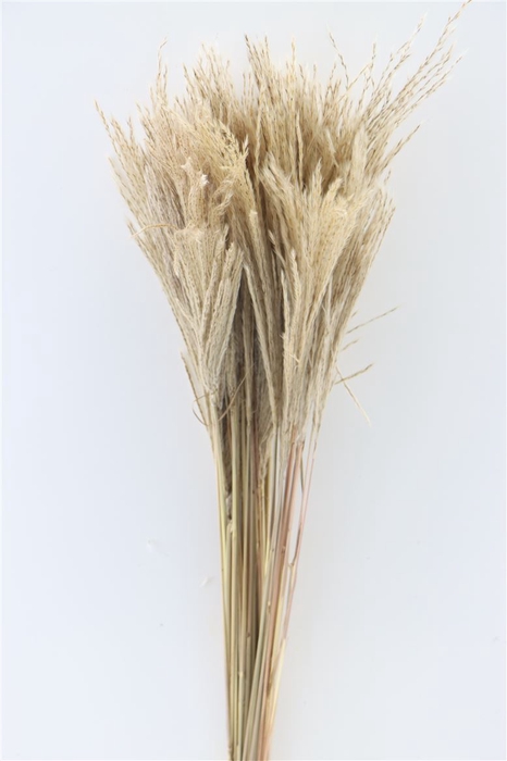 <h4>Dried Stipa Feather Natural P. Stem</h4>
