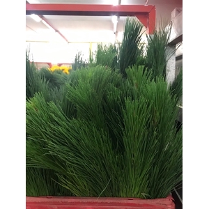 Greens - Casuarina (Pine)