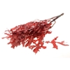 Scarlet Oak leaf preserved SB red
