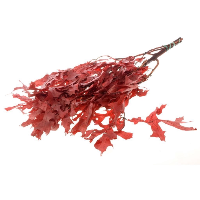 <h4>Scarlet Oak leaf preserved SB red</h4>