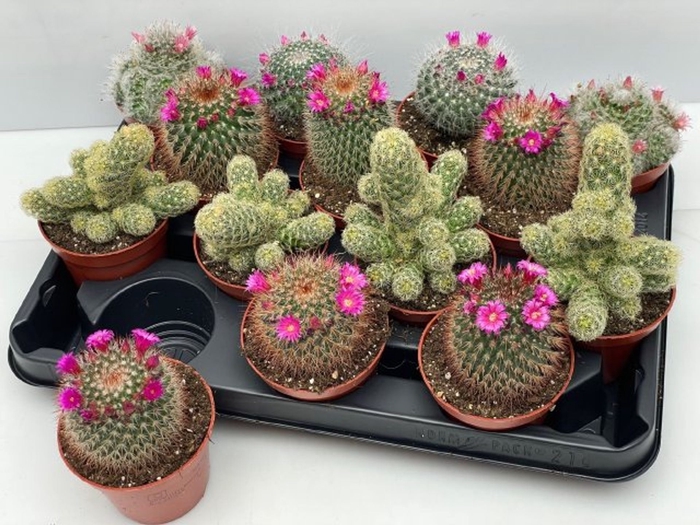<h4>Cactus bloeiend gemengd</h4>