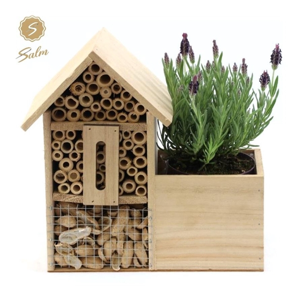 <h4>Lavandula st. 'Anouk'® Collection P10,5 in Insect Hotel</h4>