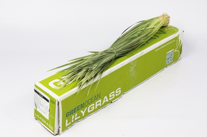 <h4>Lily grass Varigated</h4>