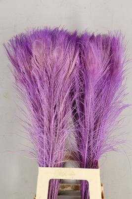 <h4>Feather Peacock Milka 80cm</h4>