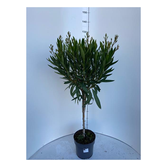 <h4>Nerium oleander (Oleander) 24Ø 130cm</h4>