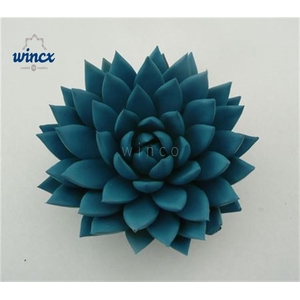 Echeveria Agavoides Paint Blue Cutflower Wincx-10cm