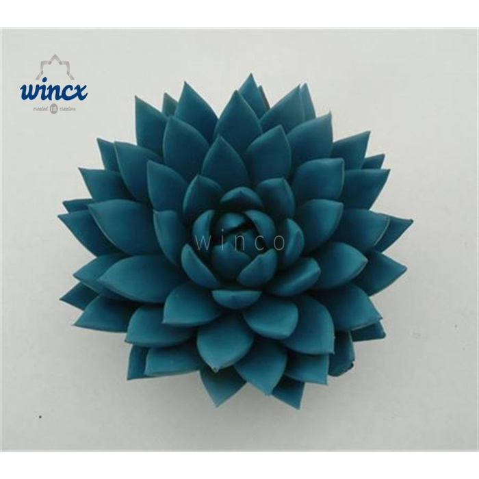 <h4>Echeveria Agavoides Paint Blue Cutflower Wincx-12c</h4>