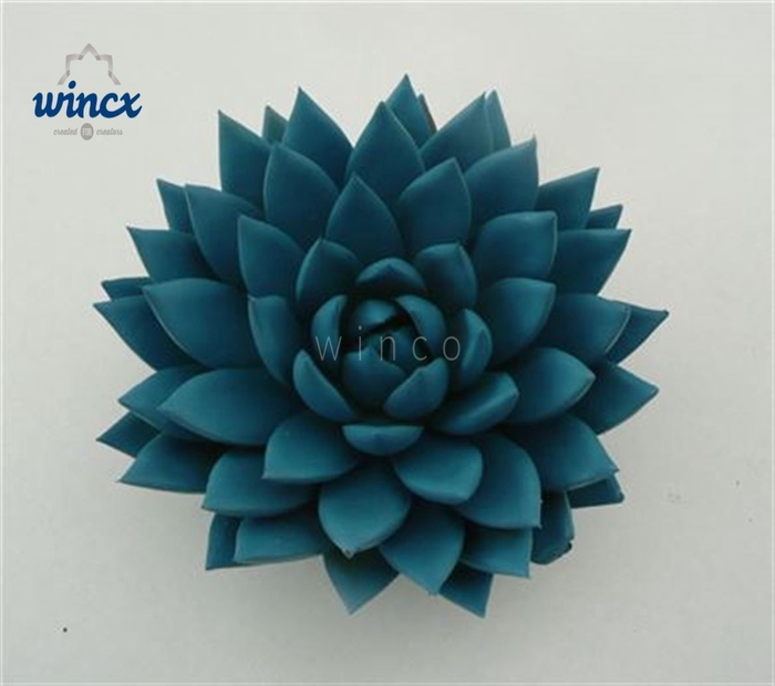 <h4>Echeveria Agavoides Paint Blue Cutflower Wincx-12cm</h4>