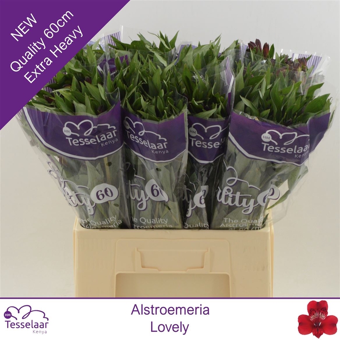 <h4>Alstroemeria Lovely | Quality 60</h4>